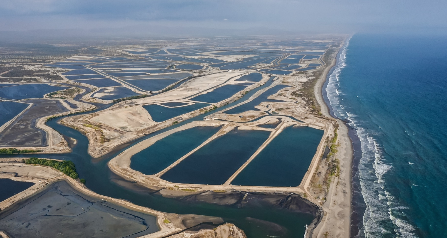Industrial-scale shrimp farming and processing operation in Ecuador