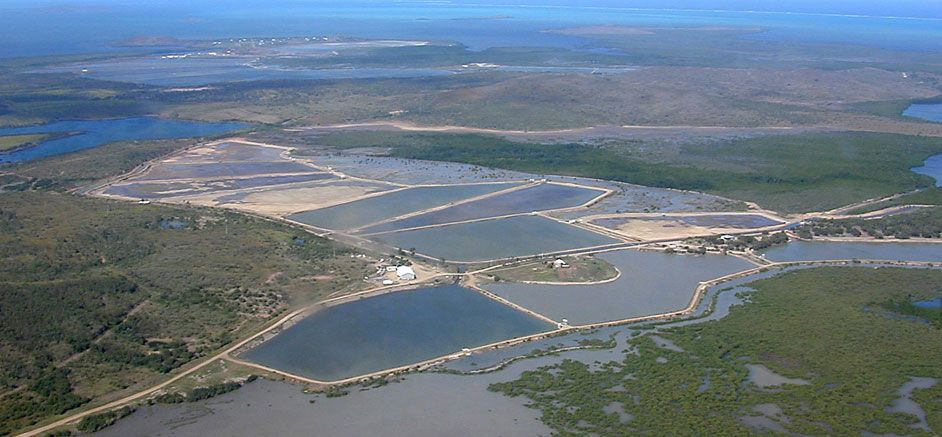 New Caledonia shrimp farms