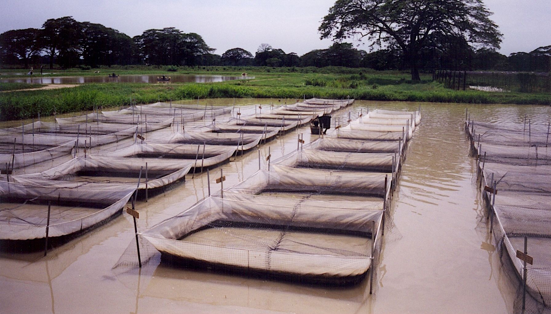 Commercial tilapia pond cultivation at El Chao, Zulia, Venezuela