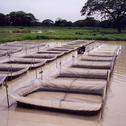 Commercial tilapia pond cultivation at El Chao, Zulia, Venezuela