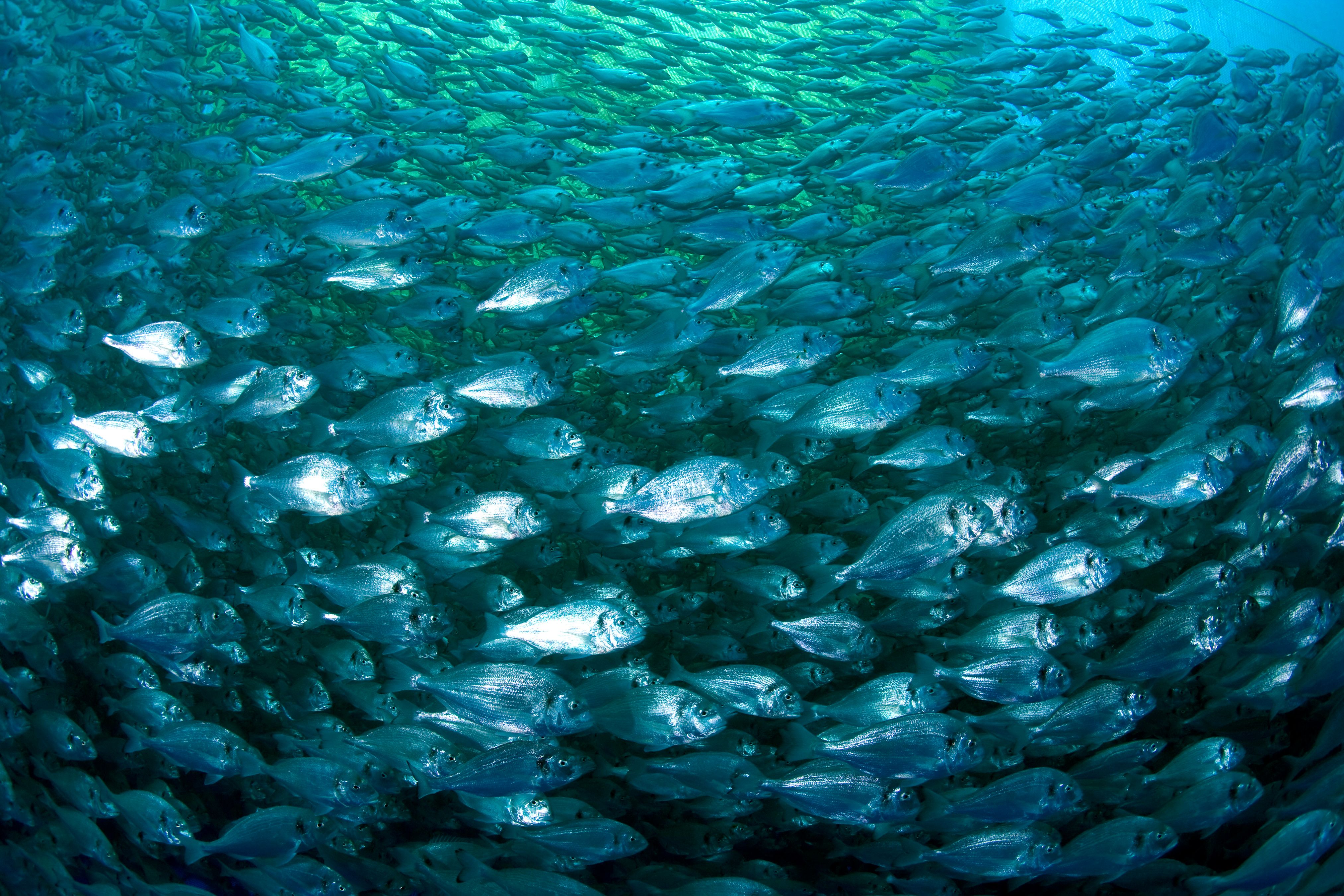 Farm-Raised Sea Bream