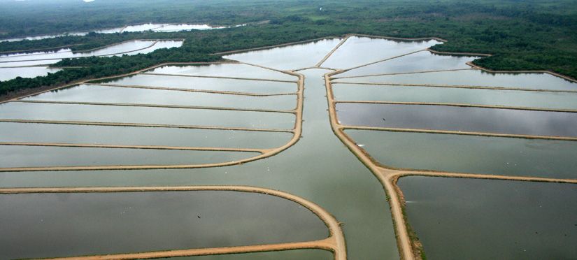 Commercial shrimp farming ponds for biosecurity inspection