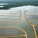Commercial shrimp farming ponds for biosecurity inspection