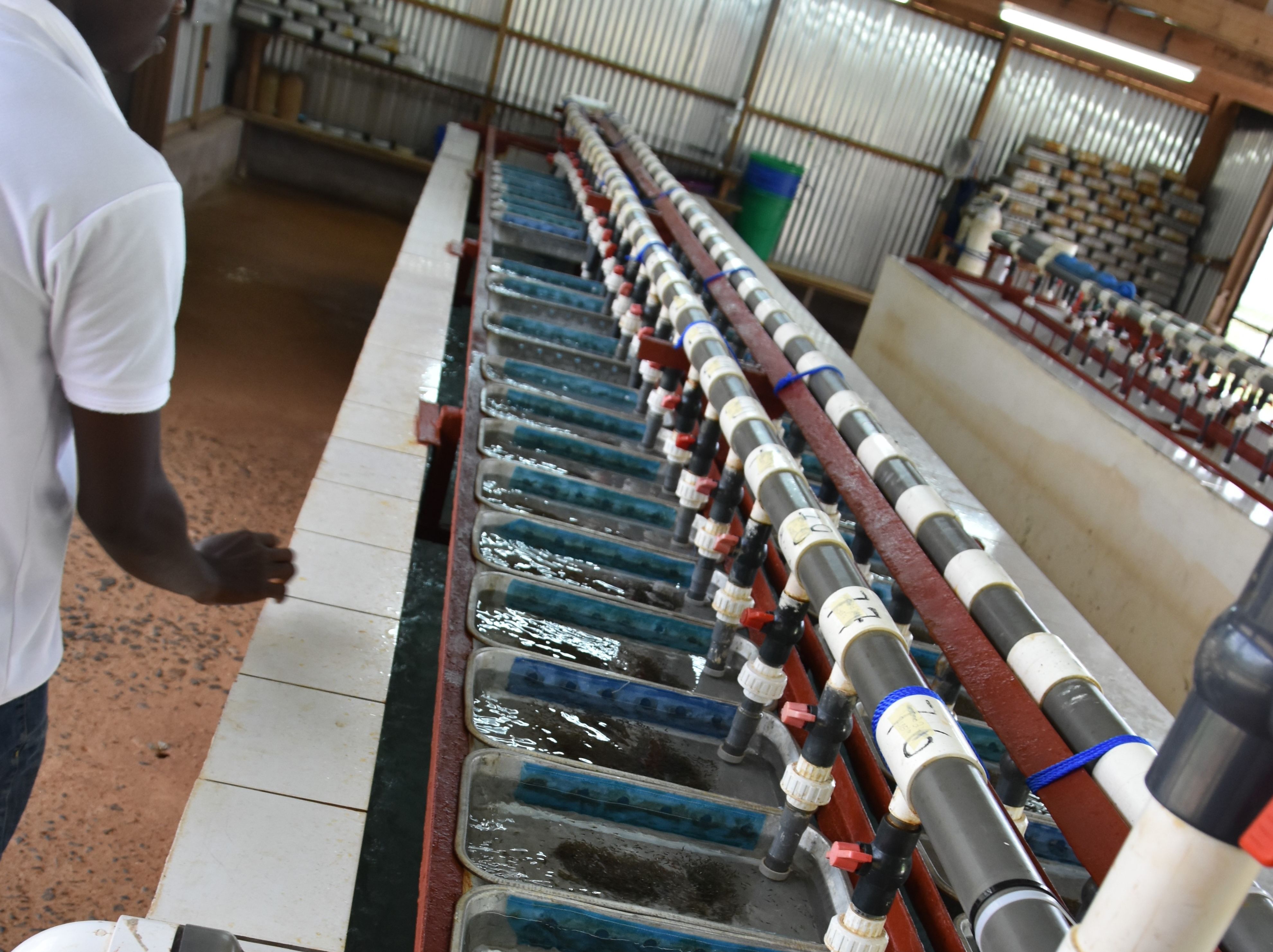 Biosecurity aquaculture samples