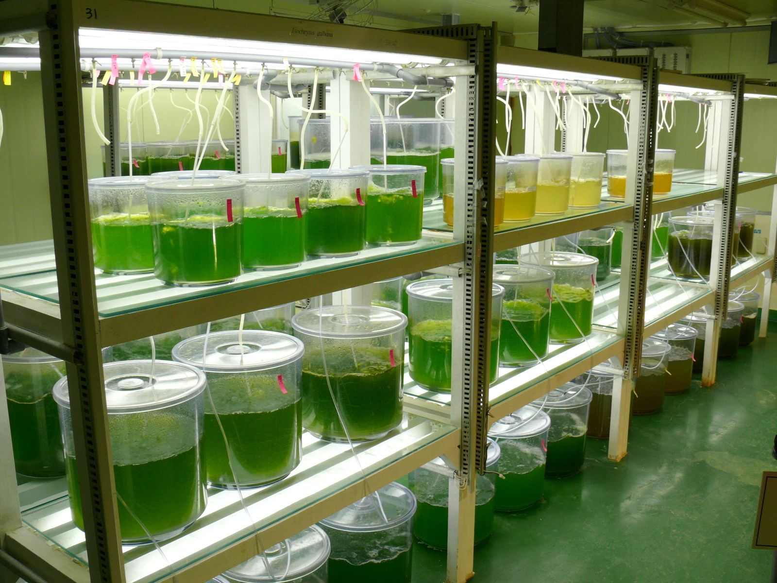 Phytoplankton culture