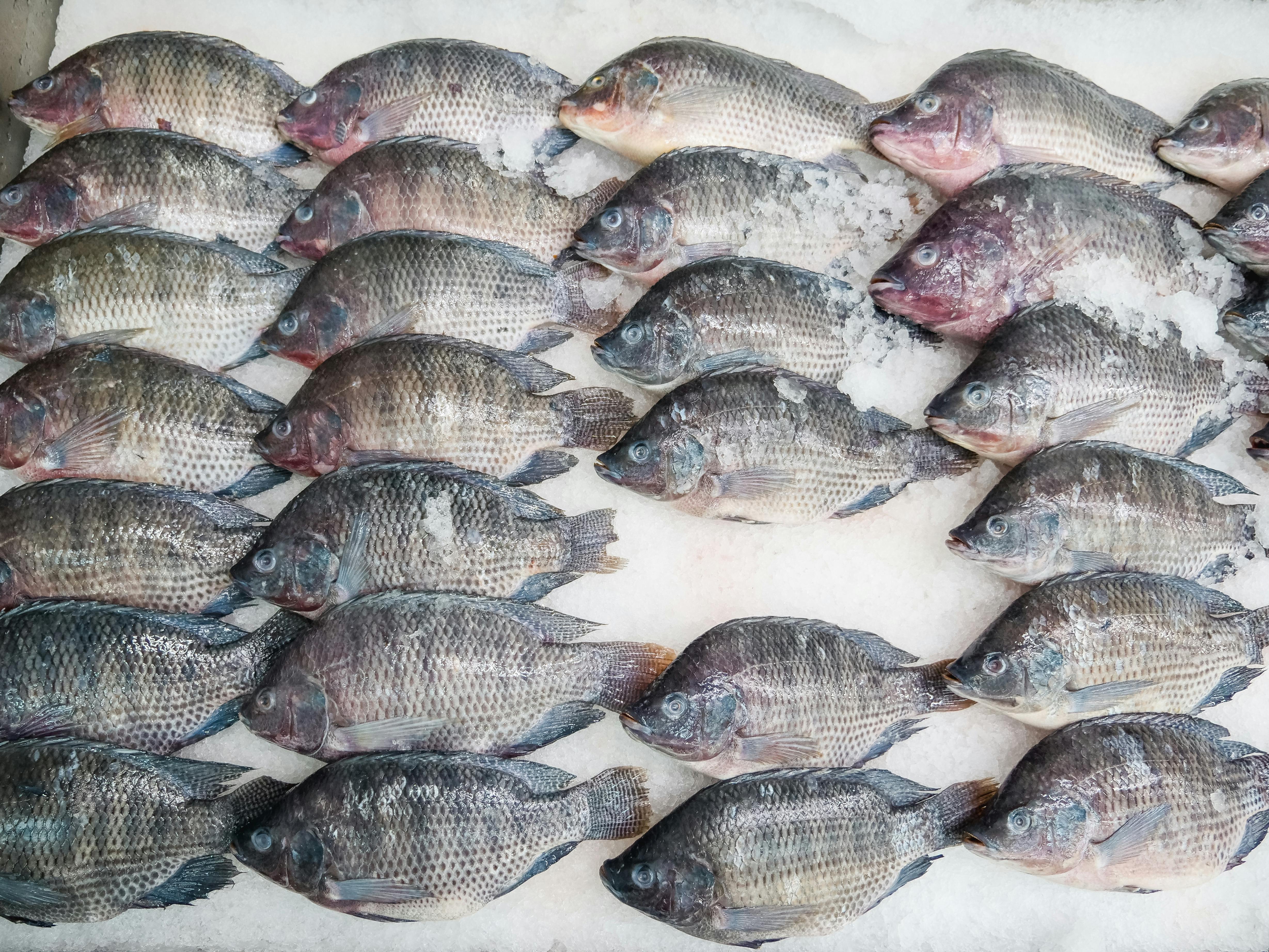 Tilapia processing - tilapia on ice