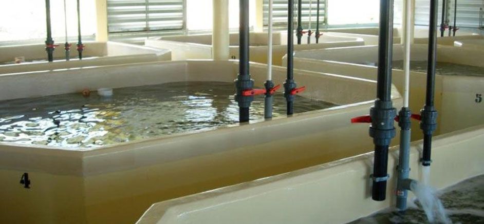 Shrimp hatcheries