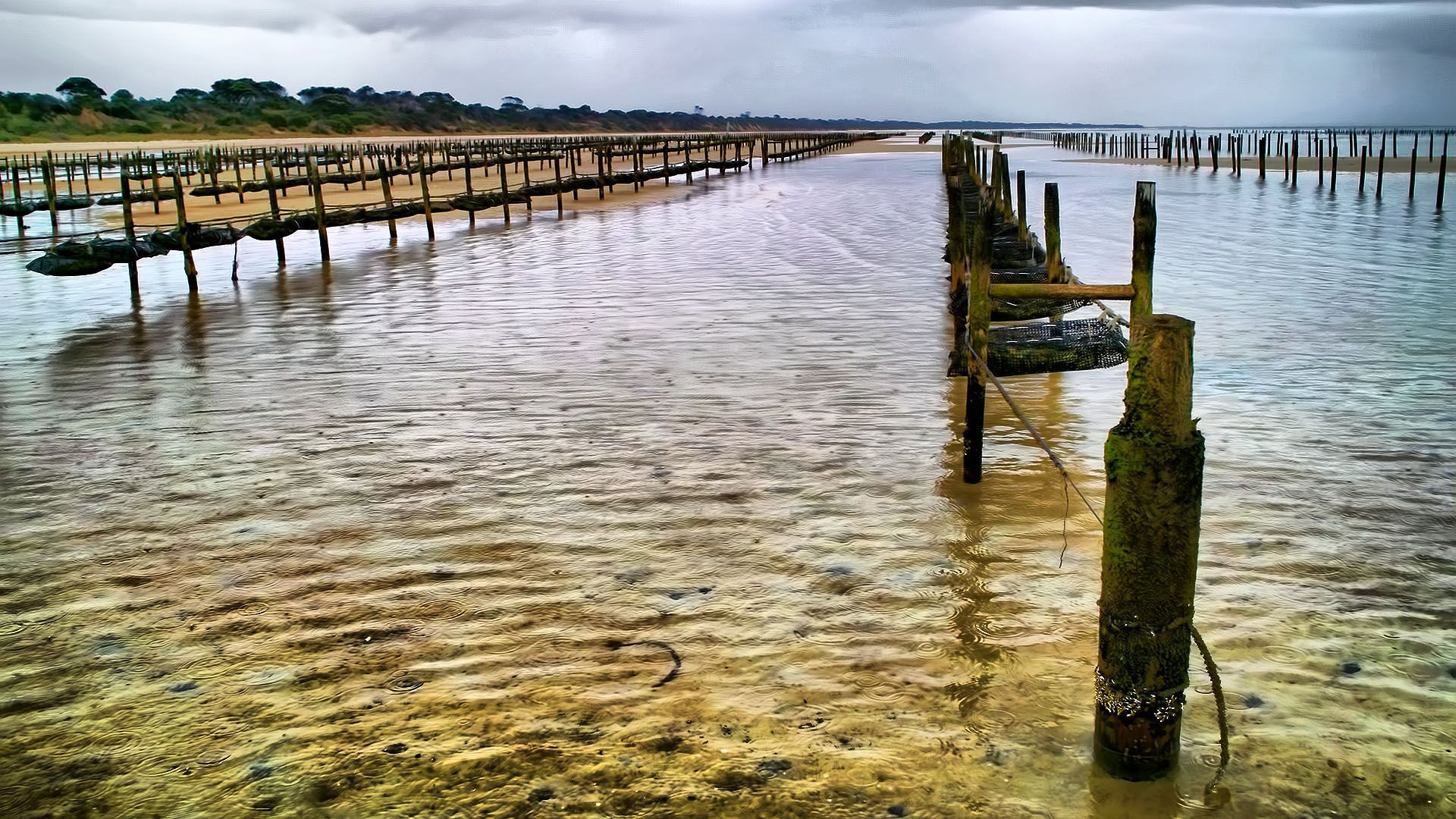 Oyster Farming