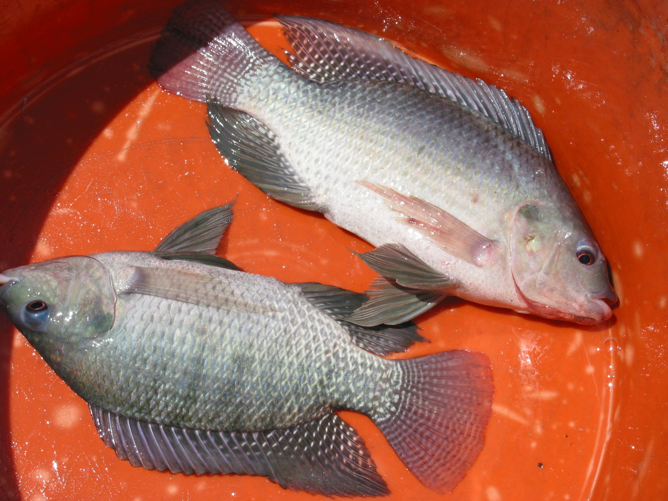 Nile Tilapia