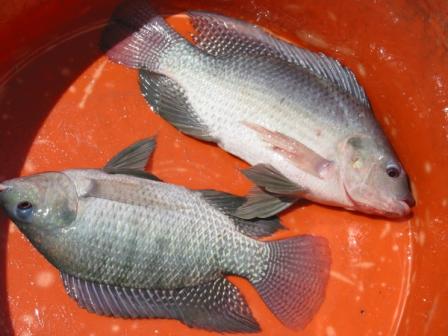 Nile Tilapia
