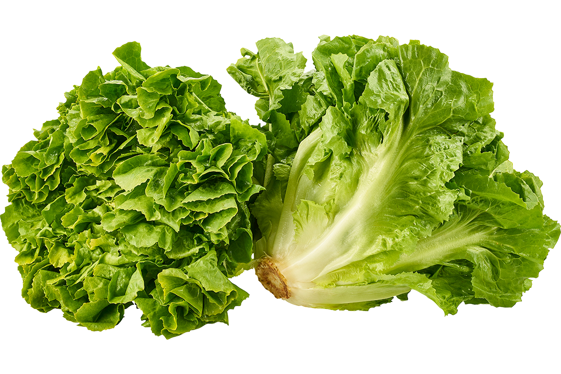 Endivien-Salat
