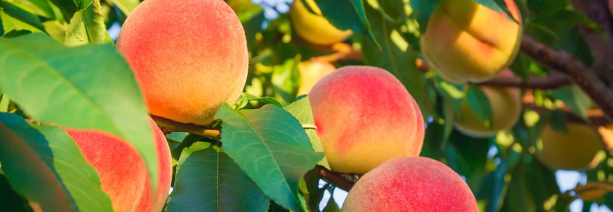 Querbeet Obstbaum selber ziehen biomarkt.de