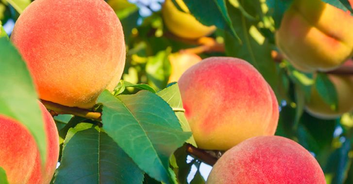 Querbeet Obstbaum selber ziehen biomarkt.de