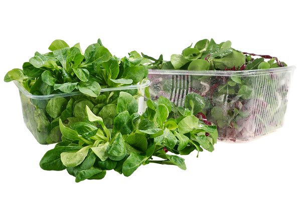 Bio-Vogerlsalat oder -Salat-Mix