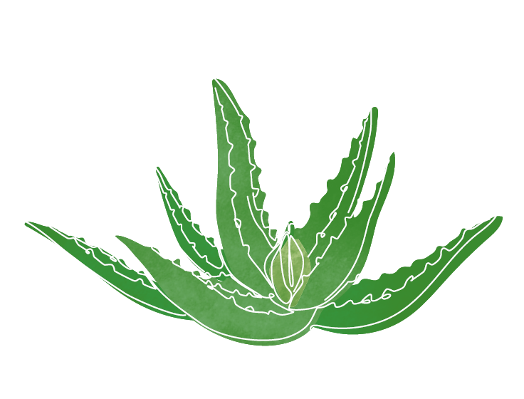 aloe vera pot size Aloe Vera Plant Healing Succulent – Easy-Care Indoor or Outdoor Plant –  Happy Houseplant Haven