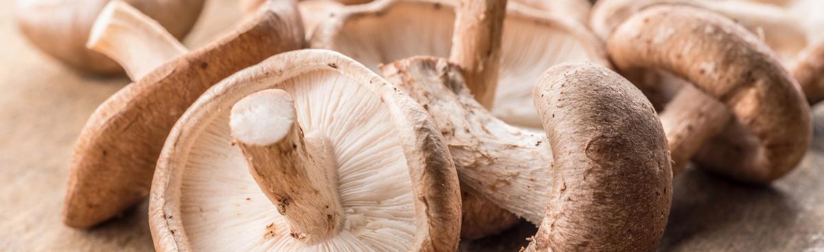 Lebensmittelkunde Shiitake biomarkt.de
