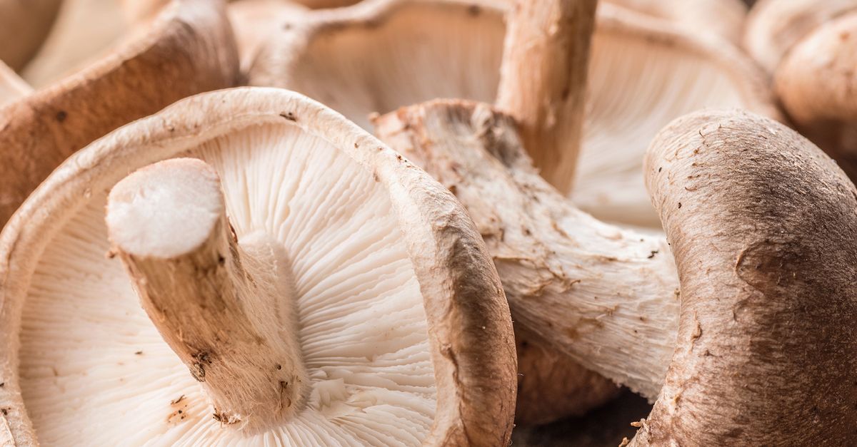 Lebensmittelkunde Shiitake biomarkt.de