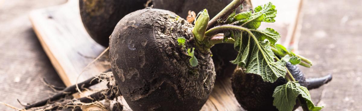 Lebensmittelkunde Schwarzer Rettich biomarkt.de