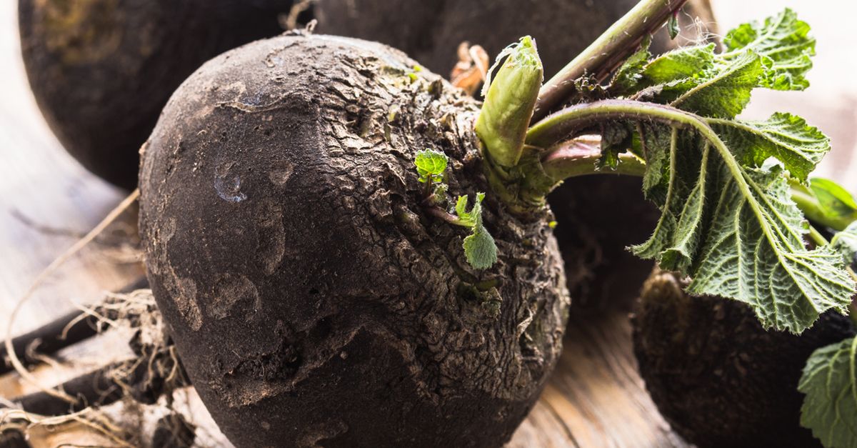 Lebensmittelkunde Schwarzer Rettich biomarkt.de