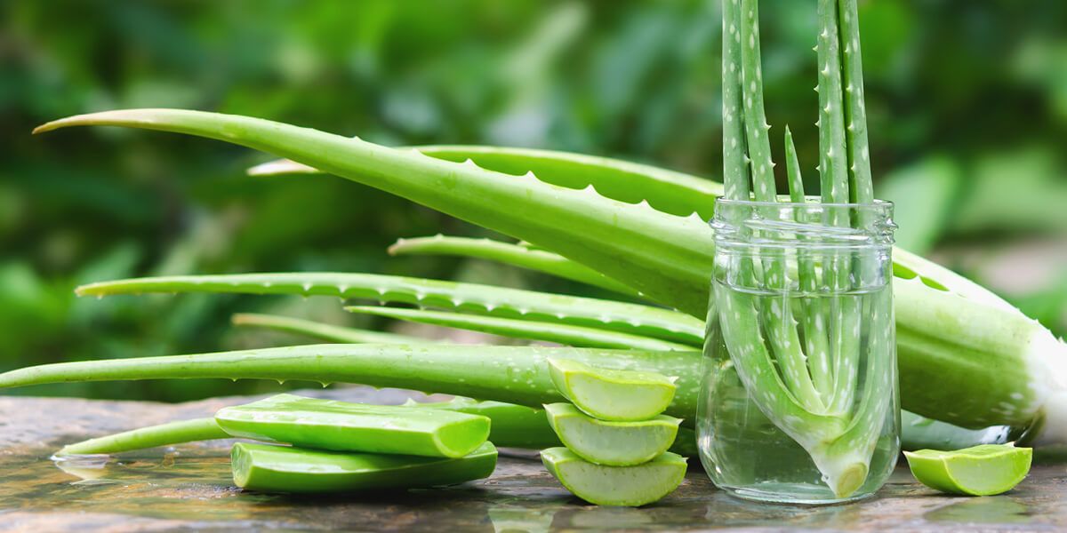 Querbeet: Aloe Vera  Bio-Pflegekraft, nachhaltig & regenerierend |  BioMarkt | denns-biomarkt.at