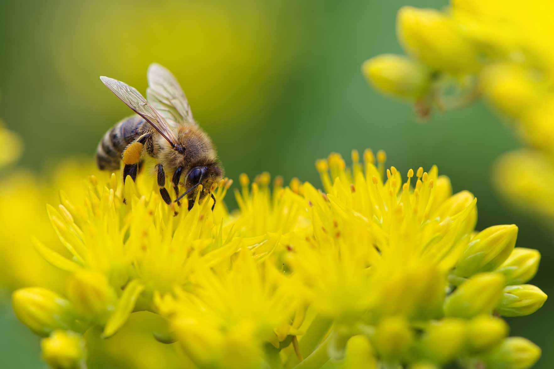 Unsere Honigbienen