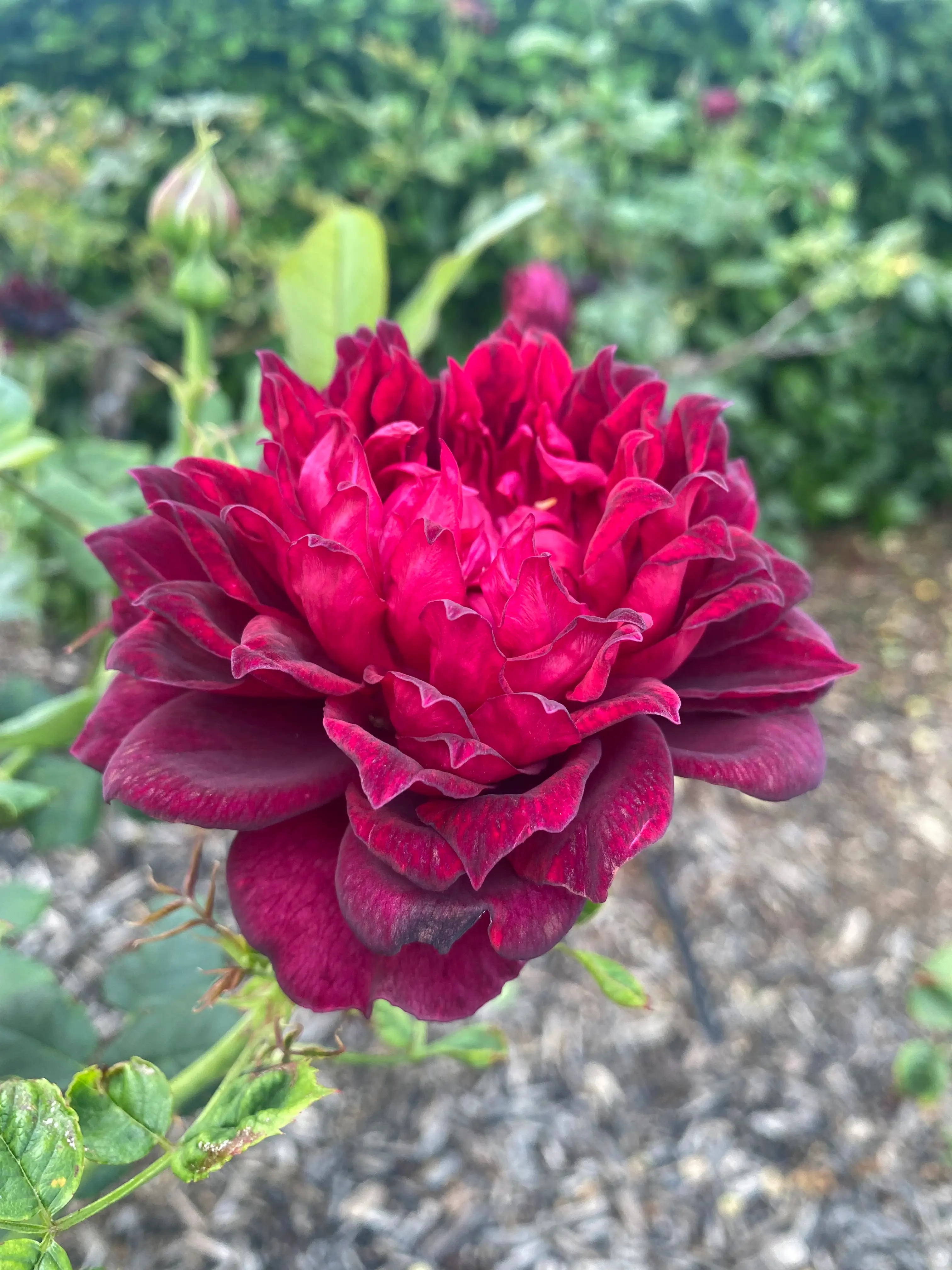 Golden Grove Cemetery