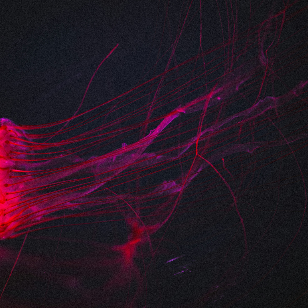How does the brain control hormones?