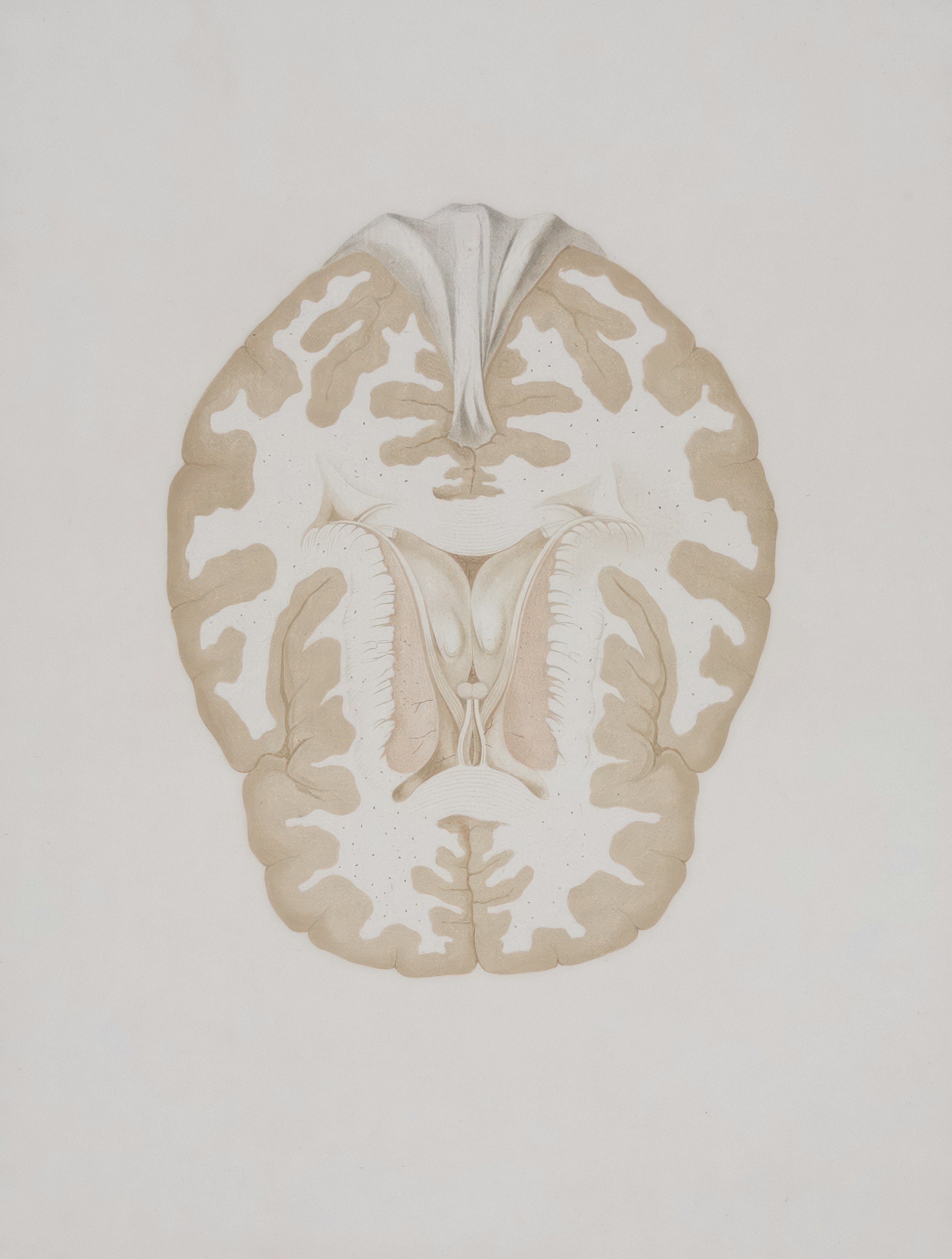 Why the prefrontal cortex (frontal lobe) matters