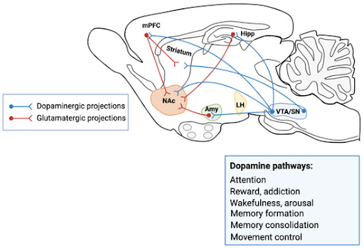 Diagram of the brain’s dopamine reward pathway, highlighting dopaminergic projections from the ventral tegmental area to the nucleus accumbens, and glutamatergic inputs from the medial prefrontal cortex, hippocampus, and amygdala.
