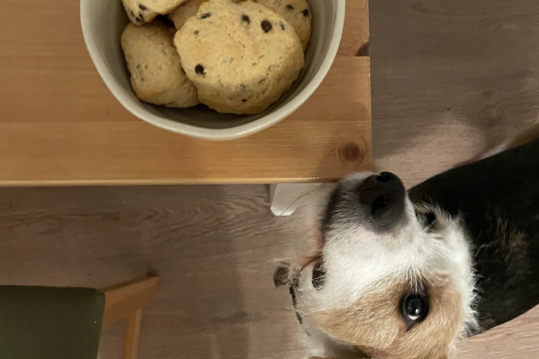 Scones approved by Mercy!