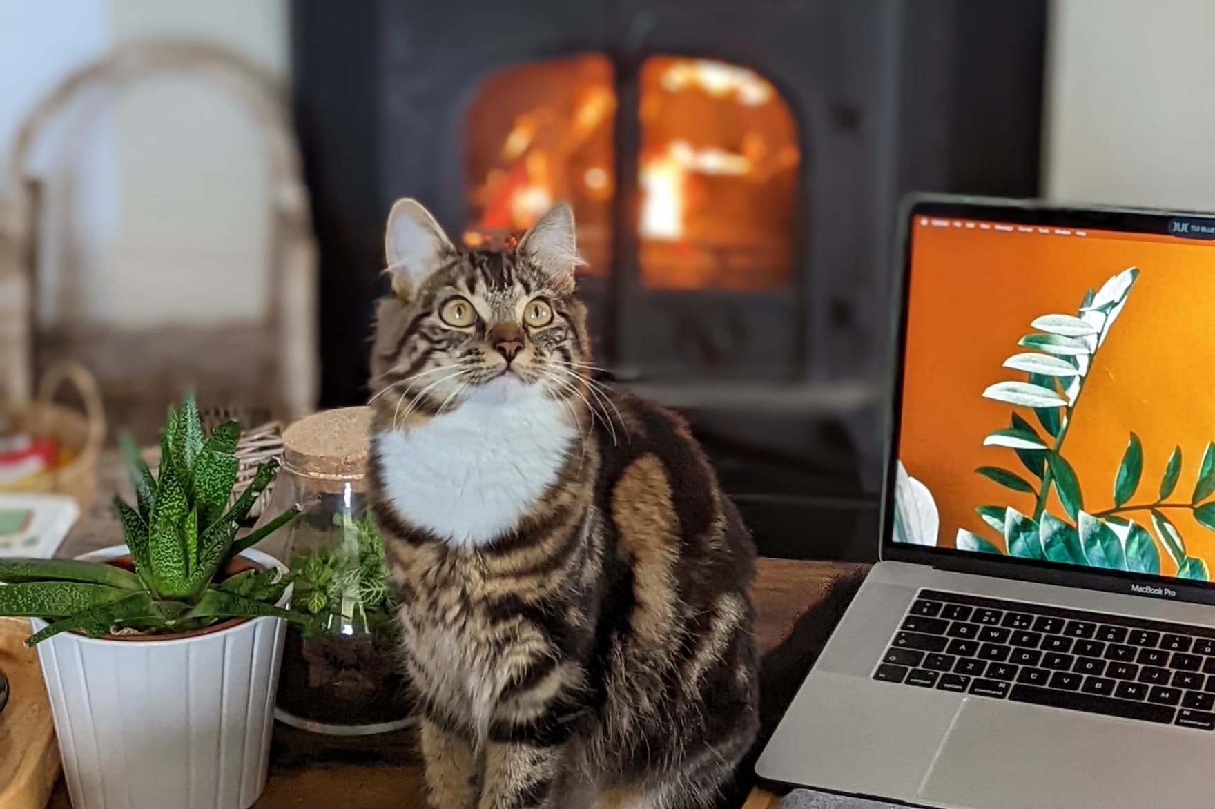 Cosmo keeping the house safe during the storm.