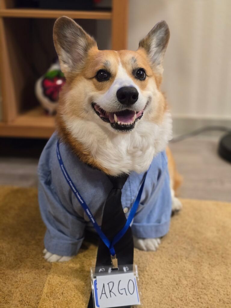 Argo, a smiling corgi, wearing a blue button-up shirt, a tie, and a name badge