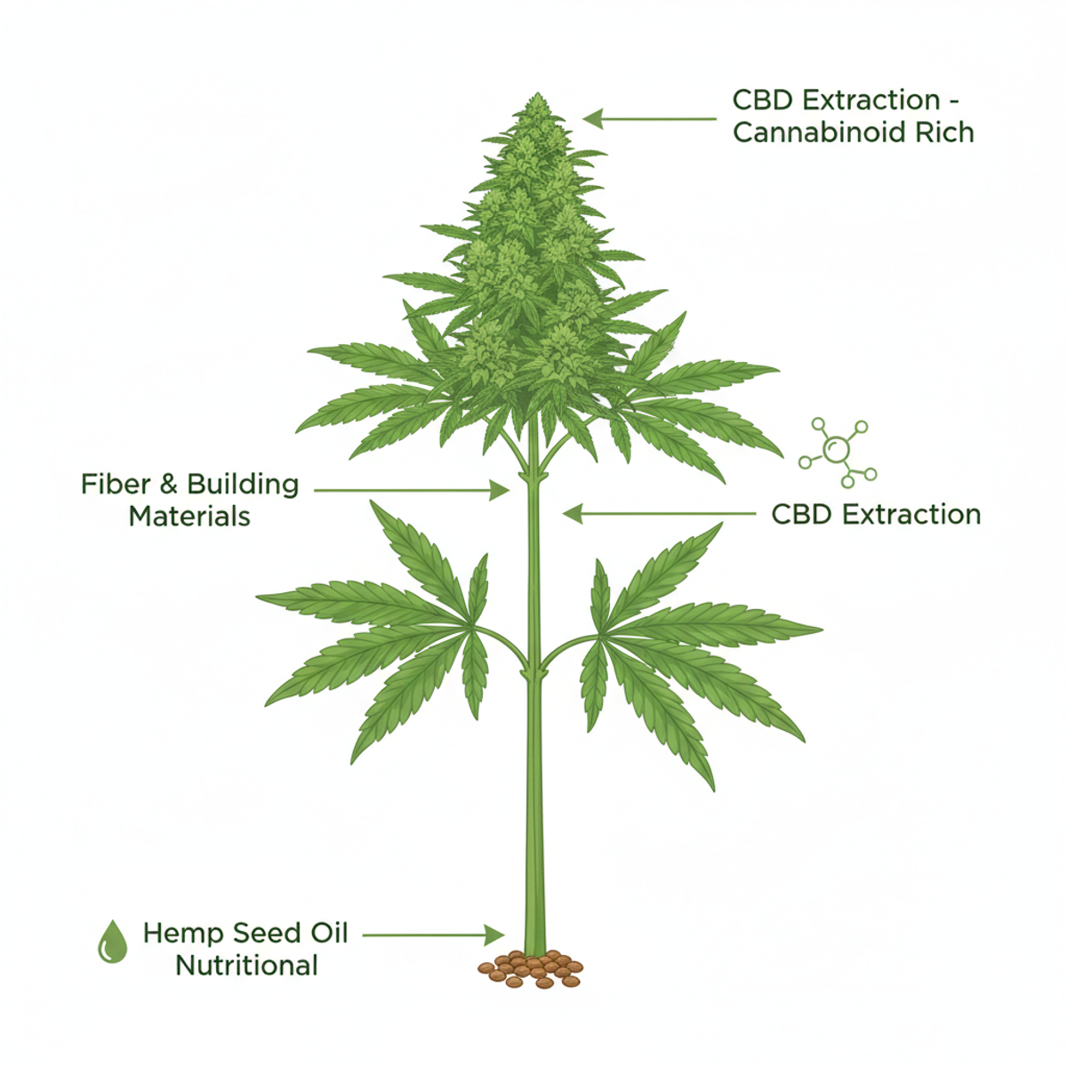 Illustrated diagram of hemp plant anatomy showing seeds, leaves, flowers, and stalks labeled with their respective uses