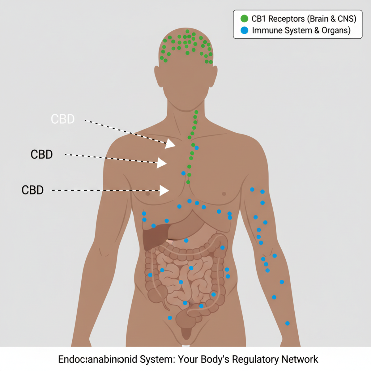 Simplified diagram of the human endocannabinoid system showing CB1 and CB2 receptor locations in the body