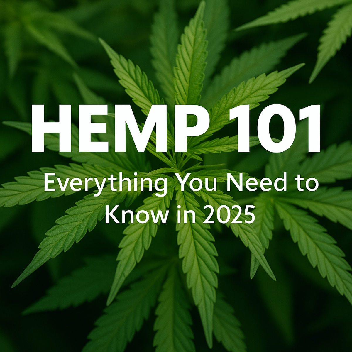 Hemp 101: Everything You Need to Know About the World’s Most Versatile Plant (2025 Edition)
