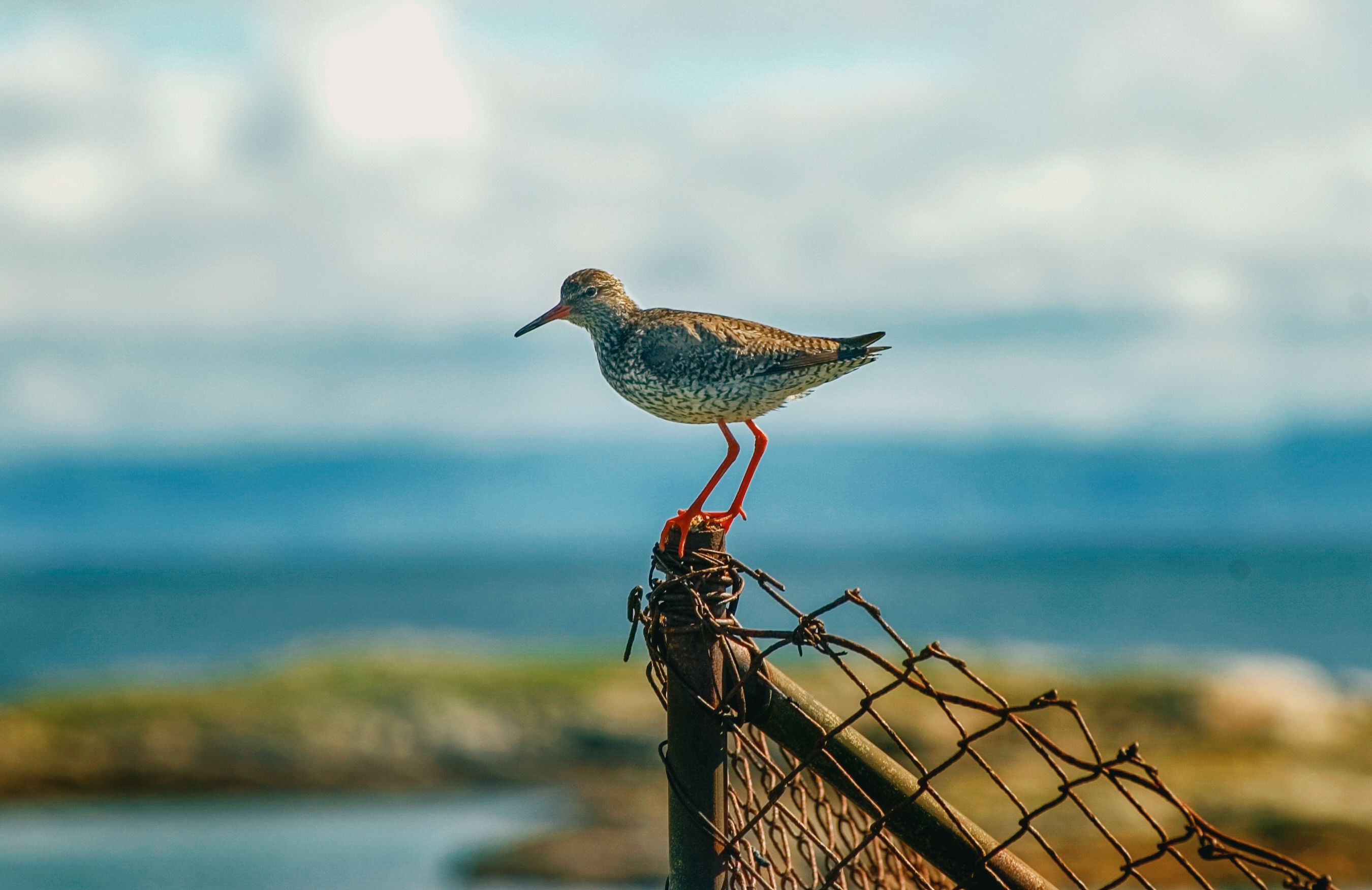 En rødstilk hviler på et gjerde 
