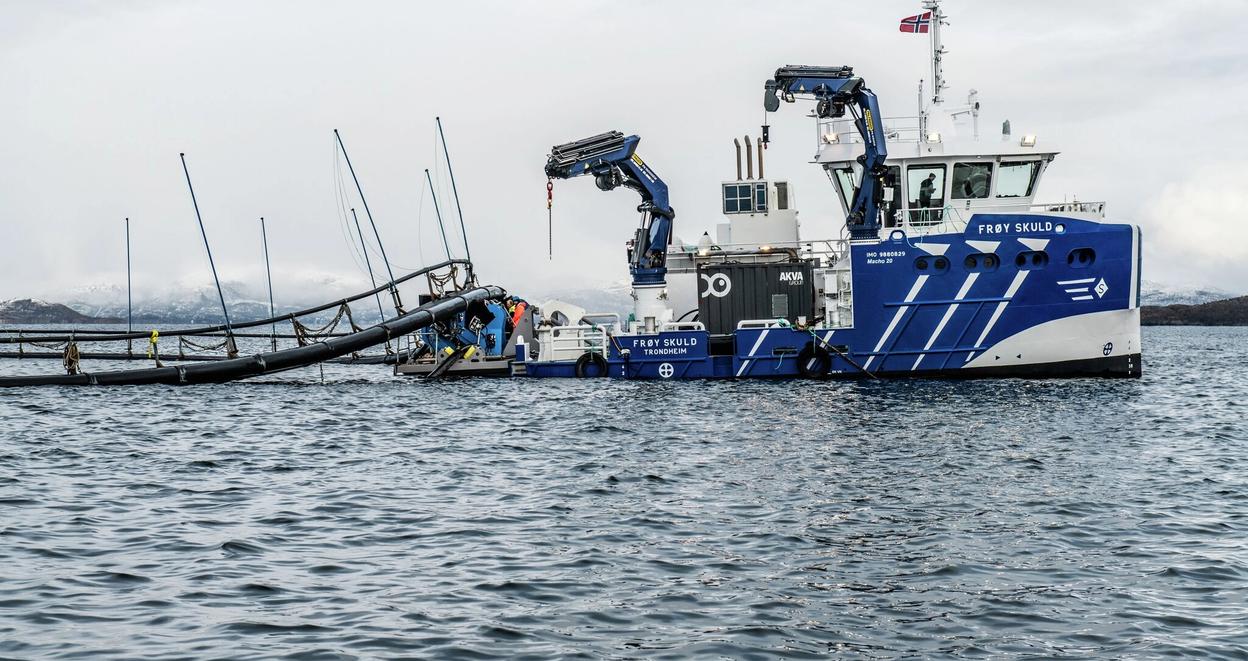 Hybridfartøy i Frøygruppen
