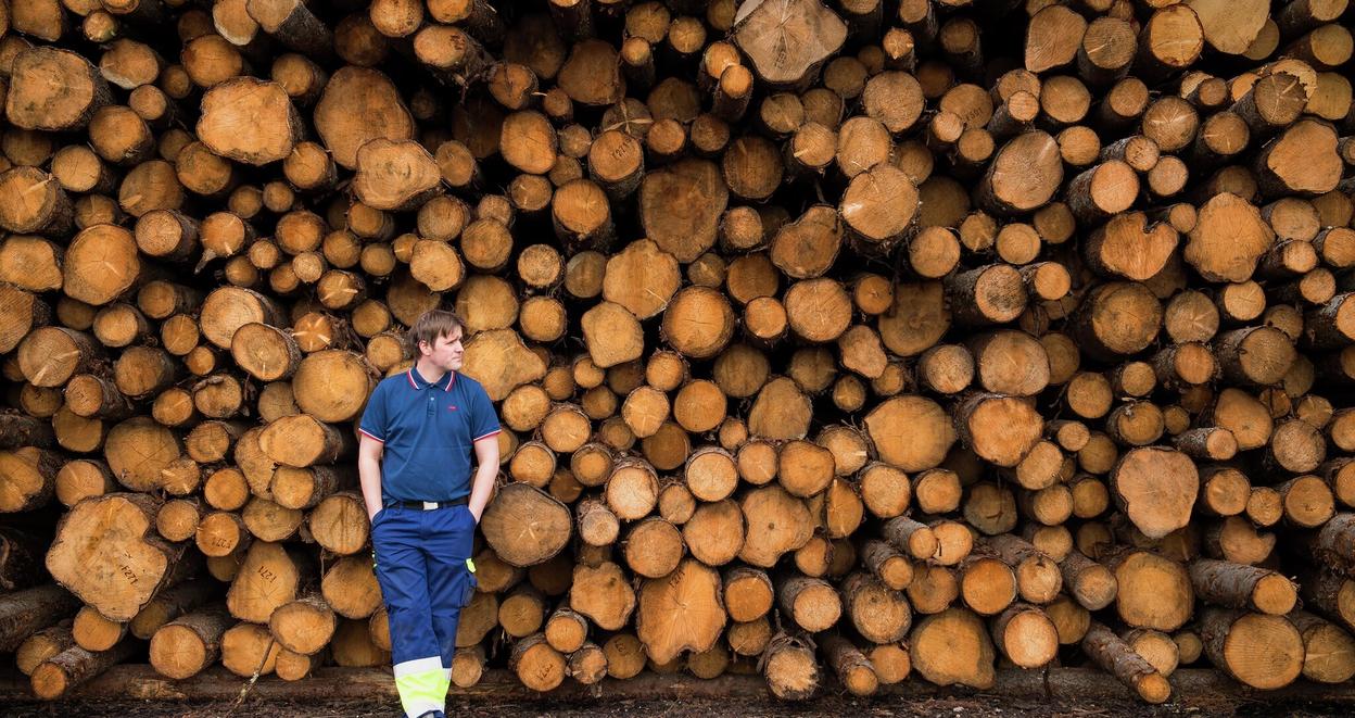 Kyr beiter på et jorde