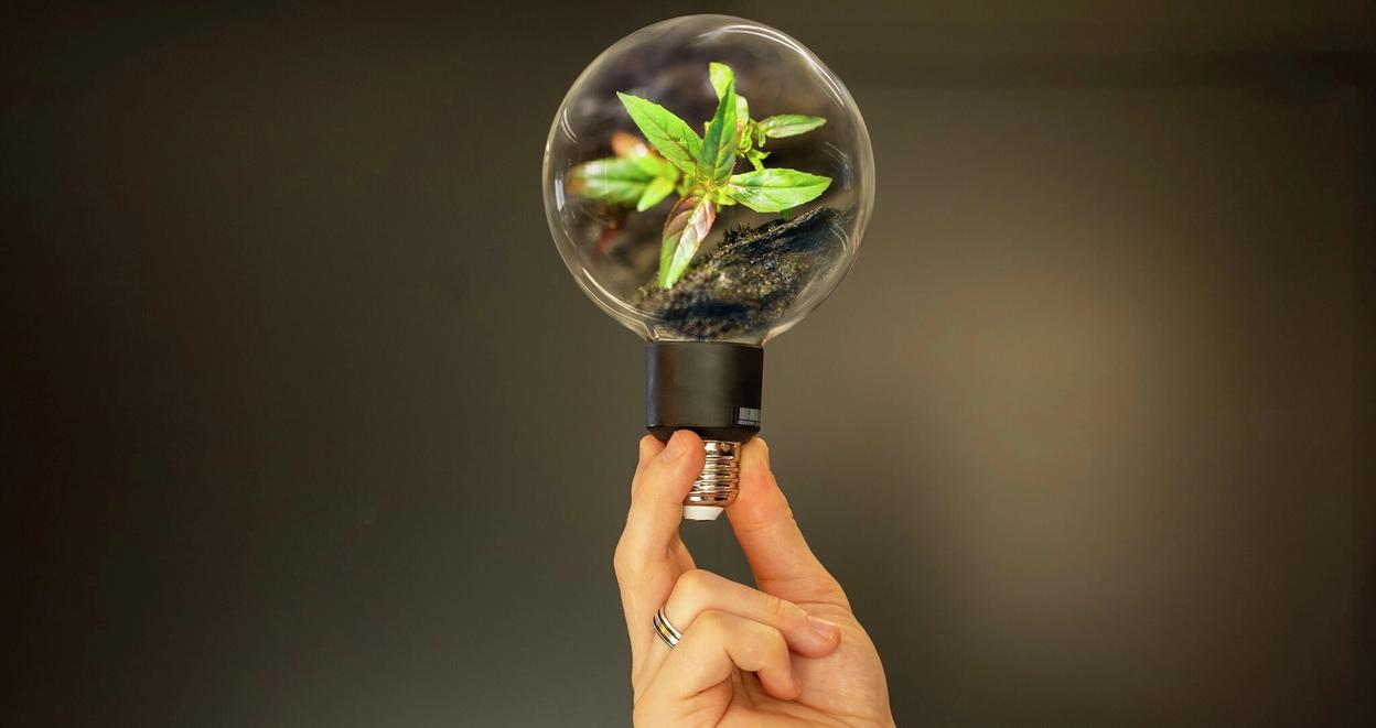 Illustrasjonsfoto av en plante som vokser inni en lyspære