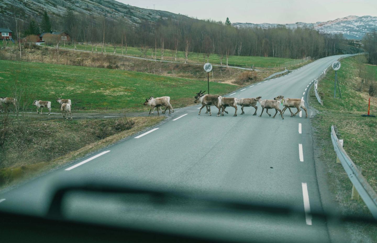 Fra cockpit i lastebil på veien i Nord-Norge
