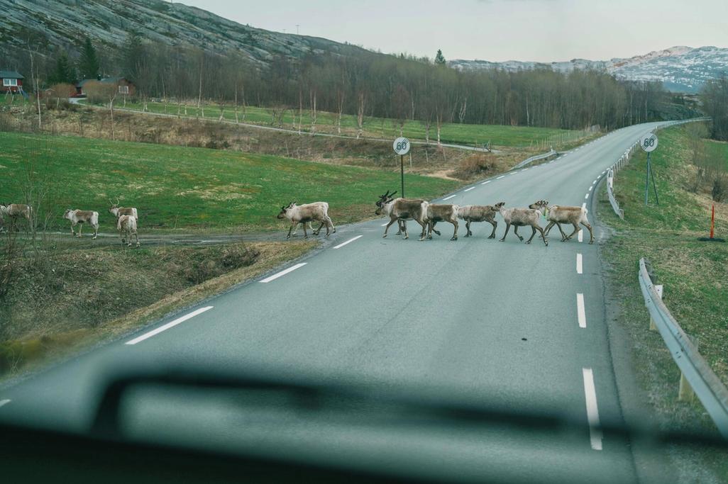 Å vike for reinen. En lastebilsjåfør må forholde seg til litt og hvert. Rein kategoriseres som gående, og da er saken klar.