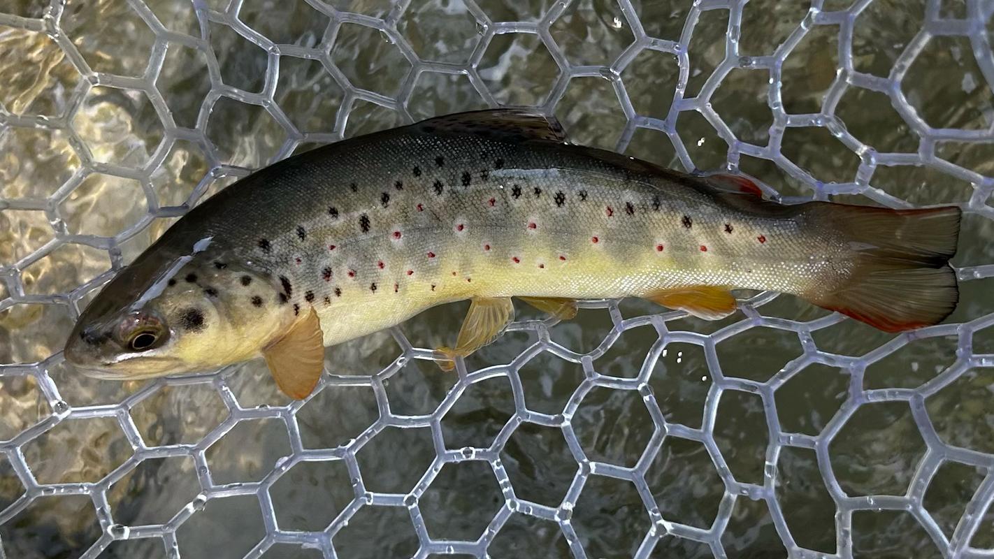 Fliegenfischen mit Herz Bachforelle