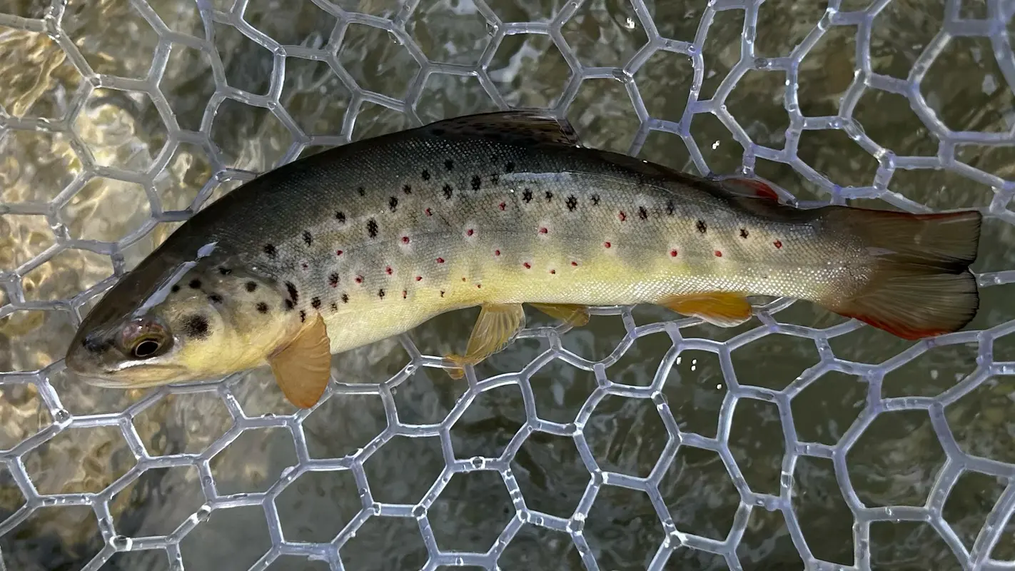Fliegenfischen mit Herz Bachforelle