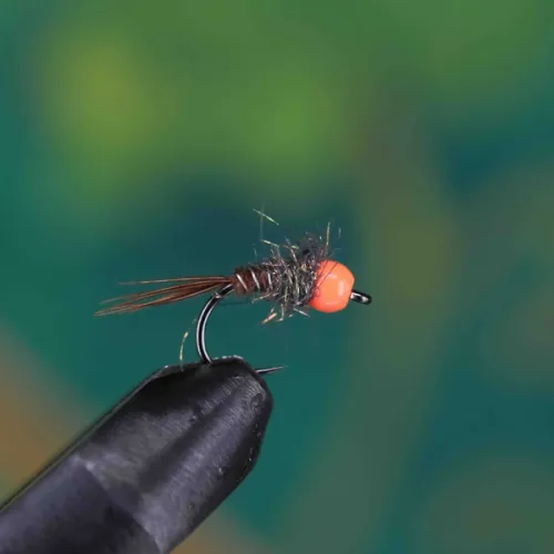 Orange Head Pheasant Tail