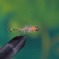 Orange Thorax Hares Ear