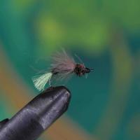 CDC Delta Wing Sedge