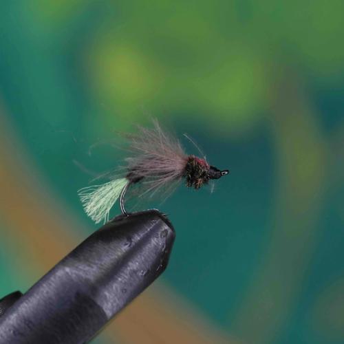 CDC Delta Wing Sedge