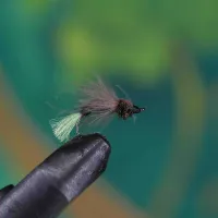 CDC Delta Wing Sedge