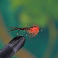 Orange Thorax Pheasent Tail