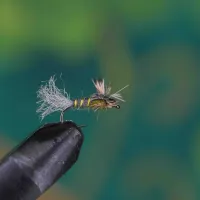 Spent Split Wing Dun